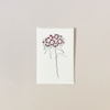Sweet William Note Card