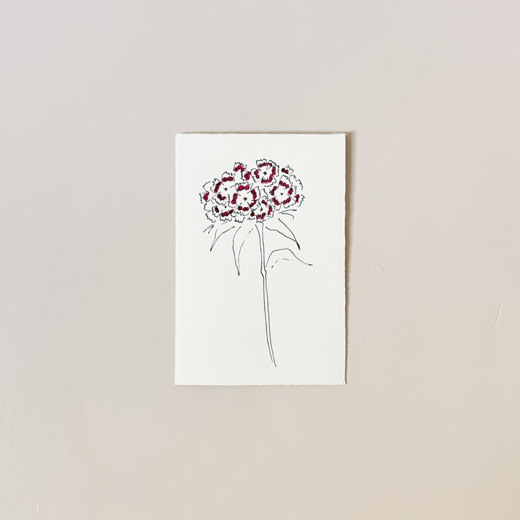 Sweet William Note Card