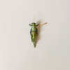Grasshopper Ornament