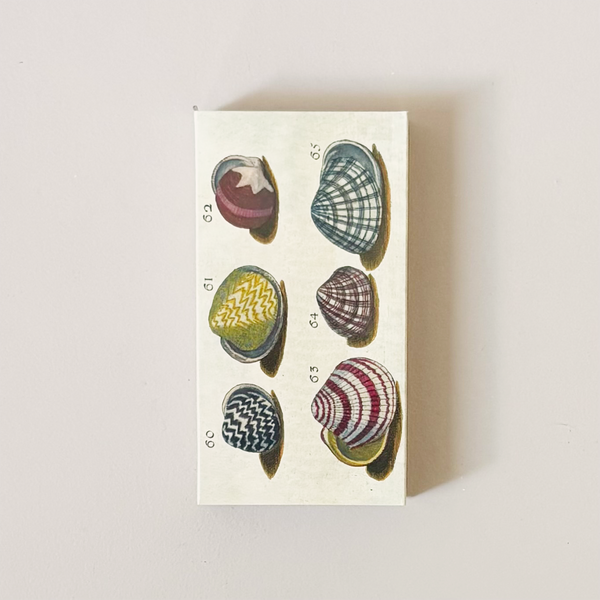18th Century Shells Matches