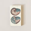 18th Century Shells Matches