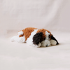 Floofie St. Bernard