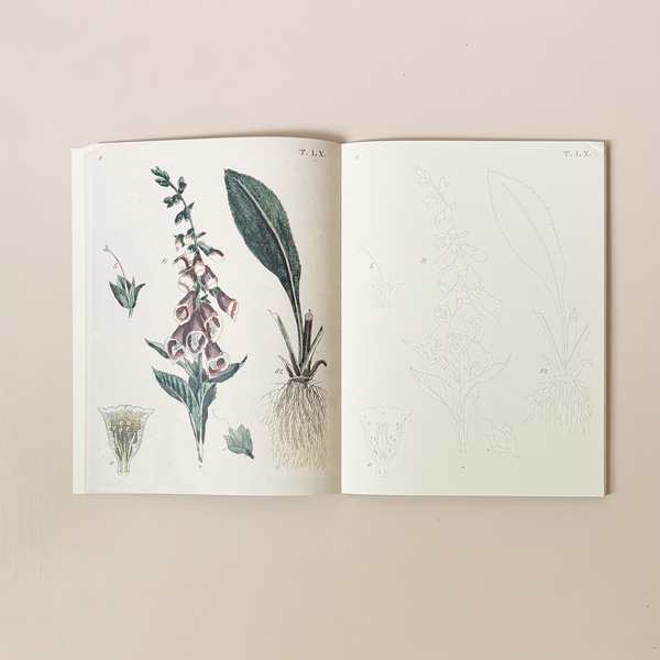John Derian Coloring Book: Flowers