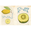 John Derian Sticker Book II