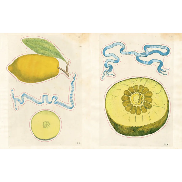 John Derian Sticker Book II