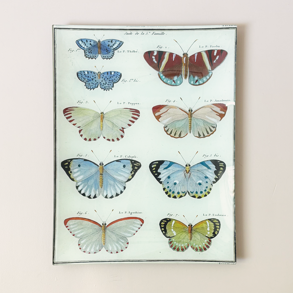 10"x13" Rectangle Dish, Butterflies 16