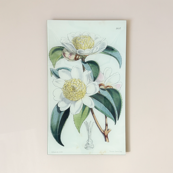 9.5 x 16.25" Rectangle Tray, Camellia Sasanqua