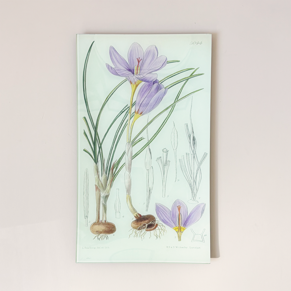 9.5 x 16.25" Rectangle Tray, Crocus Kotshyonus