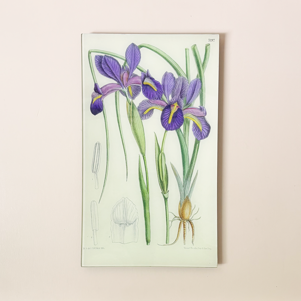 9.5 x 16.25" Rectangle Tray, Iris