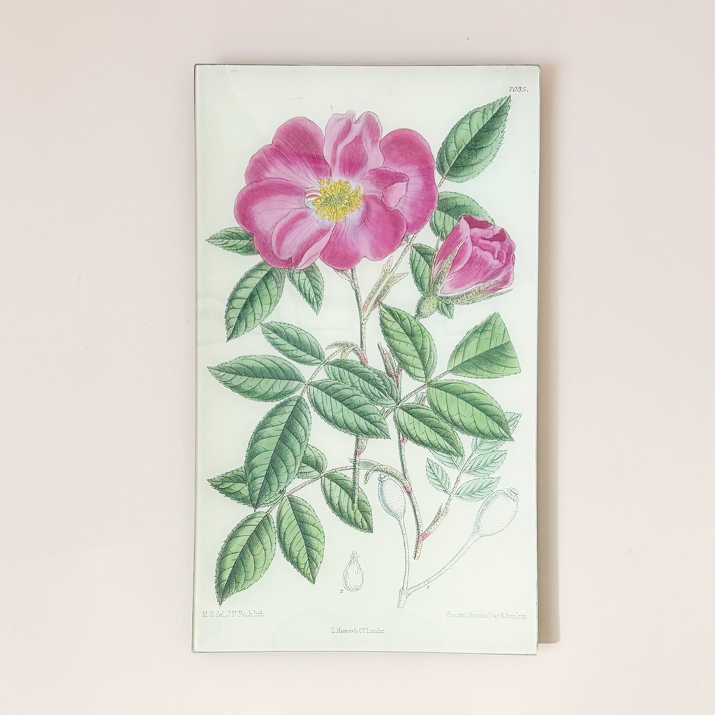 9.5 x 16.25" Rectangle Tray, Rosa Incarnata