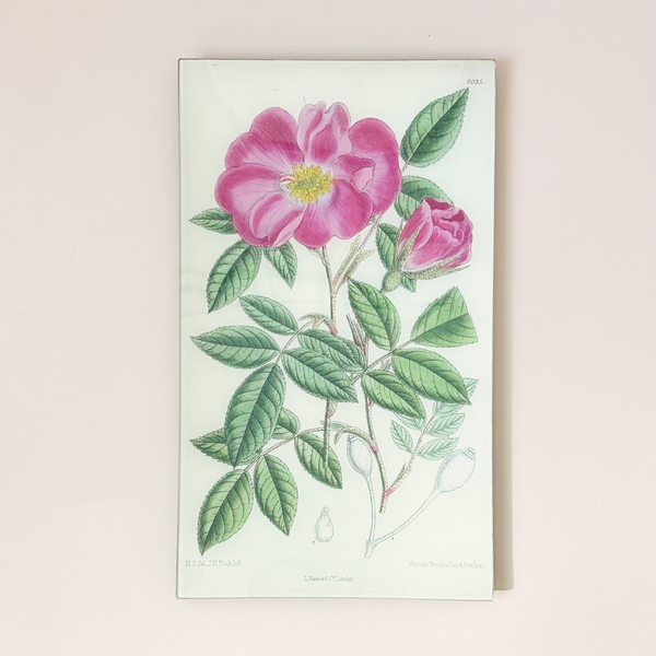 9.5 x 16.25" Rectangle Tray, Rosa Incarnata