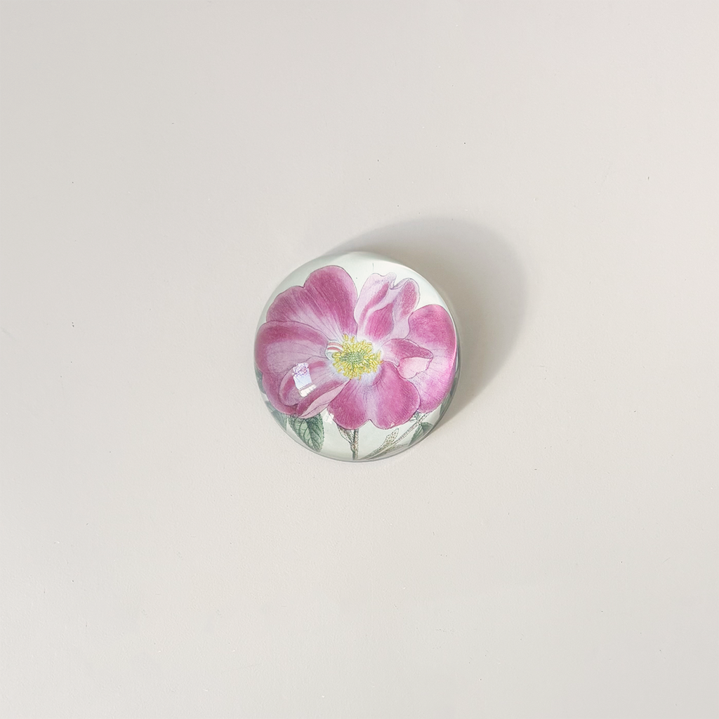 Dome Paperweight, Rosa Incarnata