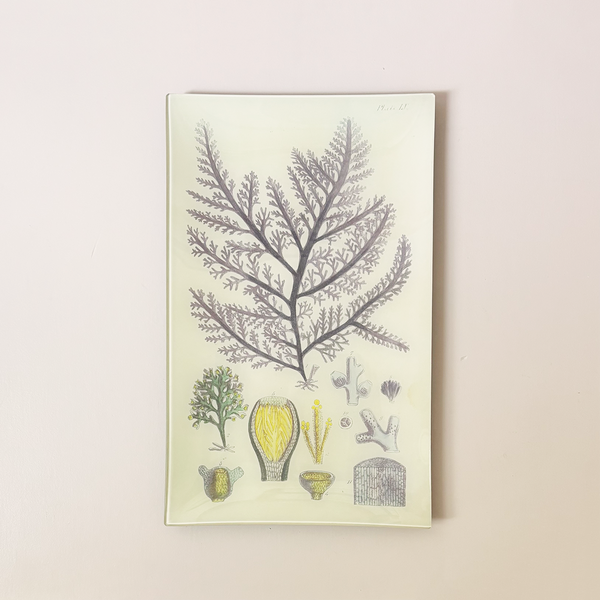 10" x 16" Rectangle Dish, Purple Seaweed