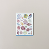 Happy Birthday Seashells Note Card