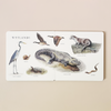 Our Big Book of Animals