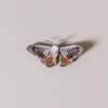 Drepanid Moth Embroidered Pin