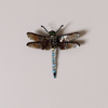 Emperor Dragonfly Embroidered Pin