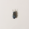 Florentinus Beetle Embroidered Pin