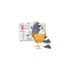 Messenger Pigeon Note Card