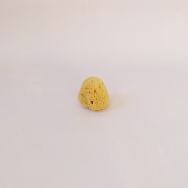 Silk Sea Sponge