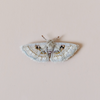 White Spring Moth Embroidered Pin